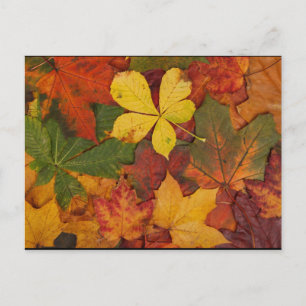 Fall Foliage Postkarte