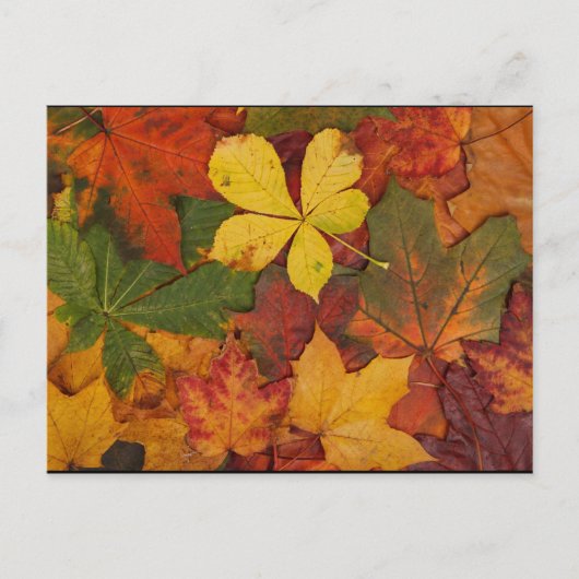 Fall Foliage Postkarte (Vorderseite)