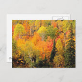 Fall Foliage Valley Postkarte (Vorne/Hinten)