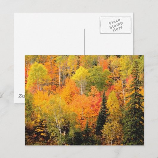 Fall Foliage Valley Postkarte (Vorne/Hinten)