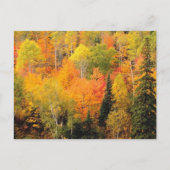 Fall Foliage Valley Postkarte (Vorderseite)