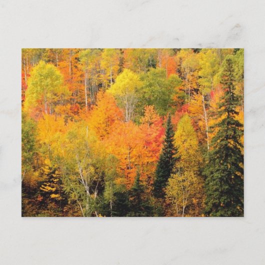 Fall Foliage Valley Postkarte (Vorderseite)