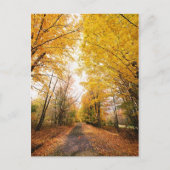 Fall Foliage Walking Path Postkarte (Vorderseite)