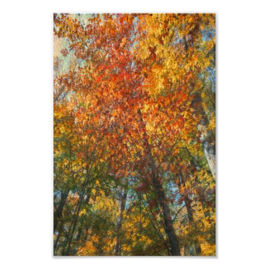 Fall Forest Artwork Fotodruck (Vorne)