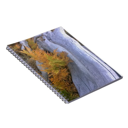 Fall Forest Brackens Notizblock (Rechte Seite)