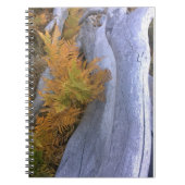 Fall Forest Brackens Notizblock (Vorderseite)