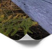 Fall Forest Brackens Poster (Ecke)