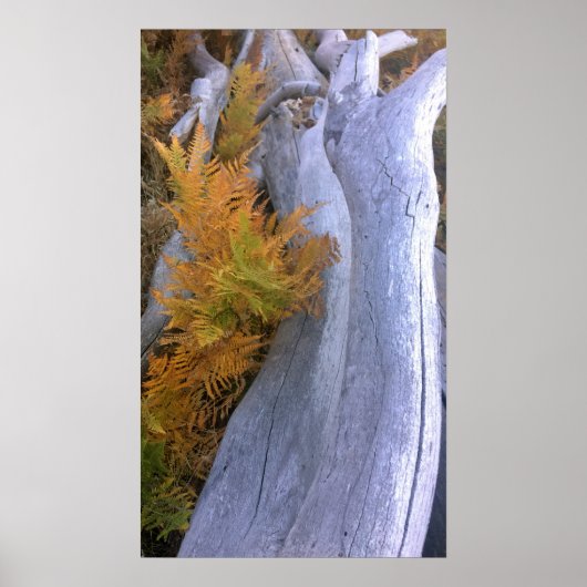 Fall Forest Brackens Poster (Vorne)