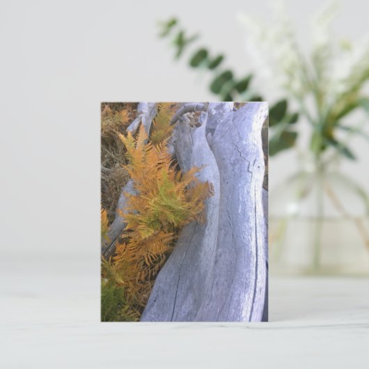 Fall Forest Brackens Postkarte (Stehend Vorderseite)