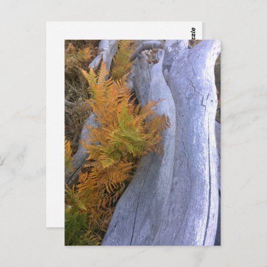 Fall Forest Brackens Postkarte (Vorne/Hinten)