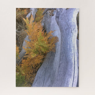 Fall Forest Brackens Puzzle