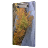 Fall Forest Braken Klemmbrett (Links)