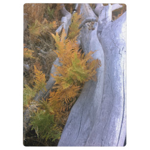 Fall Forest Braken Klemmbrett