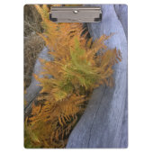 Fall Forest Braken Klemmbrett (Vorderseite)