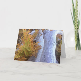 Fall Forest Karte