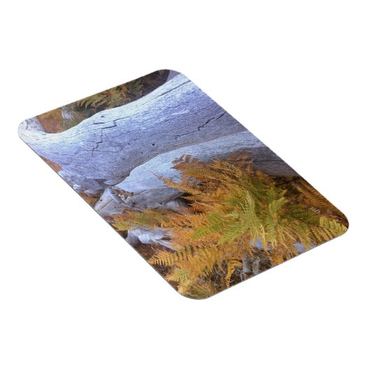 Fall Forest Magnet (Rechte Seite)
