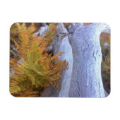 Fall Forest Magnet (Horizontal)