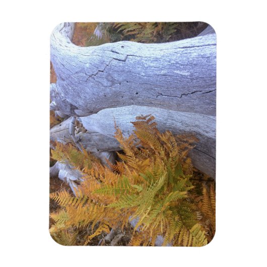 Fall Forest Magnet (Vertikal)