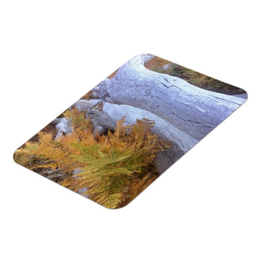 Fall Forest Magnet (Linke Seite)