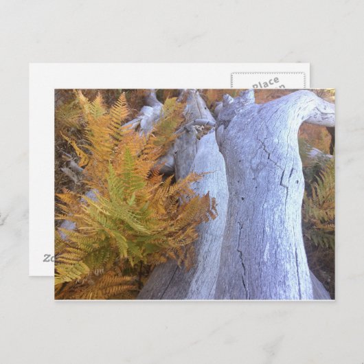 Fall Forest Postkarte (Vorne/Hinten)