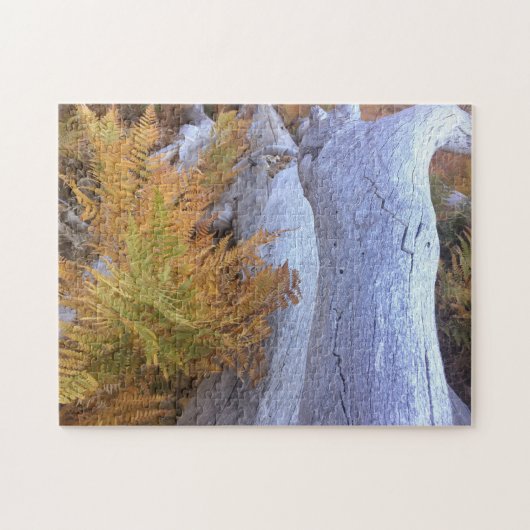 Fall Forest Puzzle (Horizontal)