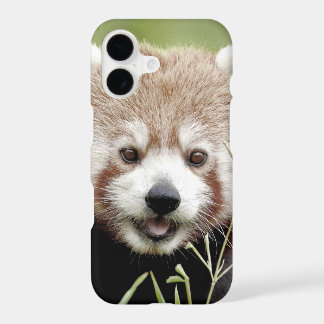 Fall-Foto Roter Panda, Panda roux, Tiere.
