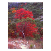 Fall Fotodruck (Vorne)