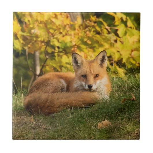 Fall Fox Fliese (Vorderseite)