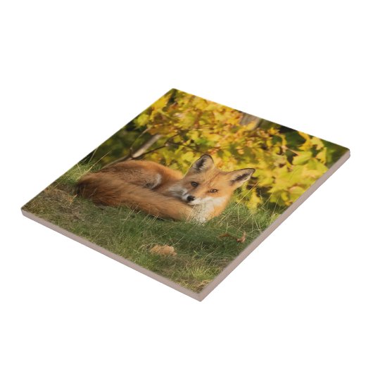 Fall Fox Fliese (Seite)