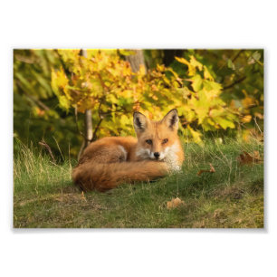 Fall Fox Fotodruck