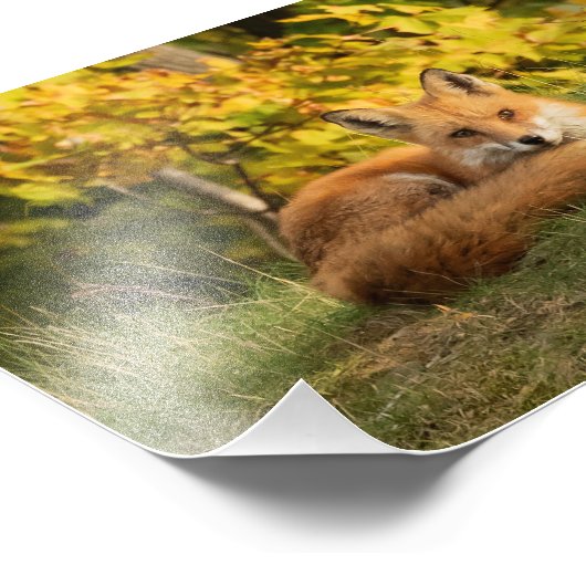 Fall Fox Fotodruck (Ecke)