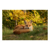 Fall Fox Poster (Vorderseite)