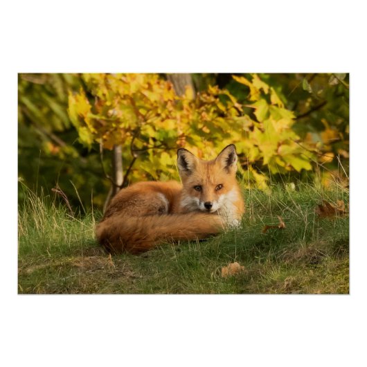 Fall Fox Poster (Vorderseite)