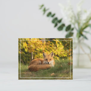 Fall Fox Postkarte