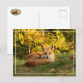 Fall Fox Postkarte (Vorne/Hinten)