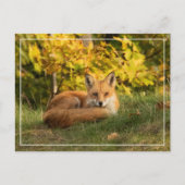 Fall Fox Postkarte (Vorderseite)
