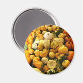 Fall Gourds Magnet (Vorderseite/Rückseite)