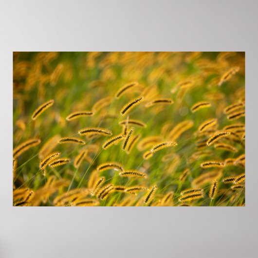 Fall Grass Poster (Vorne)