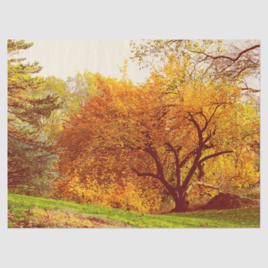 Fall-Herbst-LandschaftsFoto von Central Park Seidenpapier (Vorderseite)