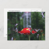 Fall Hummingvogel Postkarte (Vorne/Hinten)