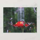 Fall Hummingvogel Postkarte (Vorderseite)