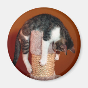 Fall im dort humorvollen Tabby-Katzen-Magneten Magnet