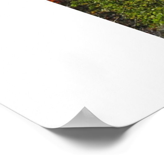 FALL IN CENTRAL PARK NYC Fotoplakat Poster (Ecke)