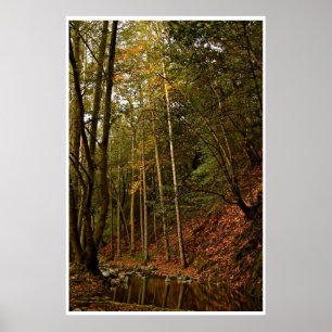 FALL IN DEN WALD MIT BÄUMEN UND REFLEXIONEN POSTER