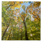 Fall in einem Wald in Amesbury, Massachusetts Fliese (Vorderseite)