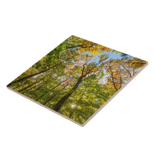 Fall in einem Wald in Amesbury, Massachusetts Fliese (Seite)