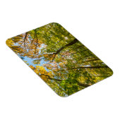 Fall in einem Wald in Amesbury, Massachusetts Magnet (Rechte Seite)