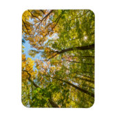 Fall in einem Wald in Amesbury, Massachusetts Magnet (Vertikal)