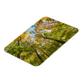 Fall in einem Wald in Amesbury, Massachusetts Magnet (Linke Seite)