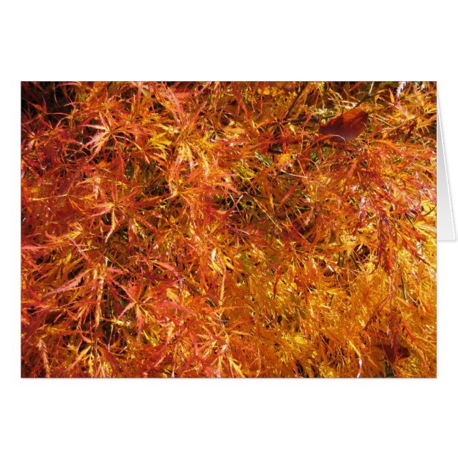 Fall-japanischer Ahorn (Vorderseite (Horizontal))